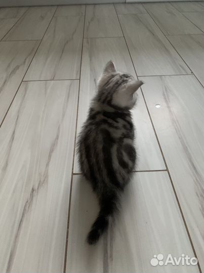 Британская кошка