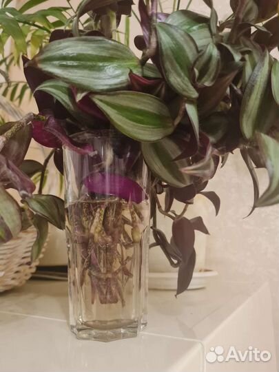 Традесканция сортовая