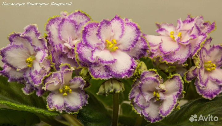 Фиалки сортовые