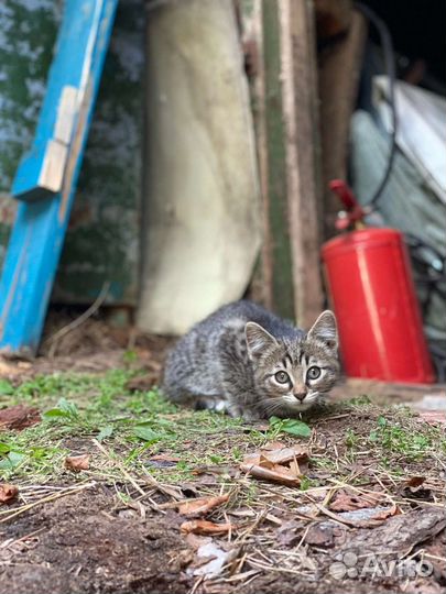 Котята в добрые руки бесплатно