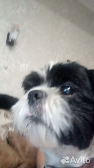 Маленький пёсик