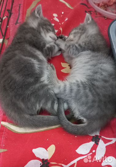 Малыши в добрые руки