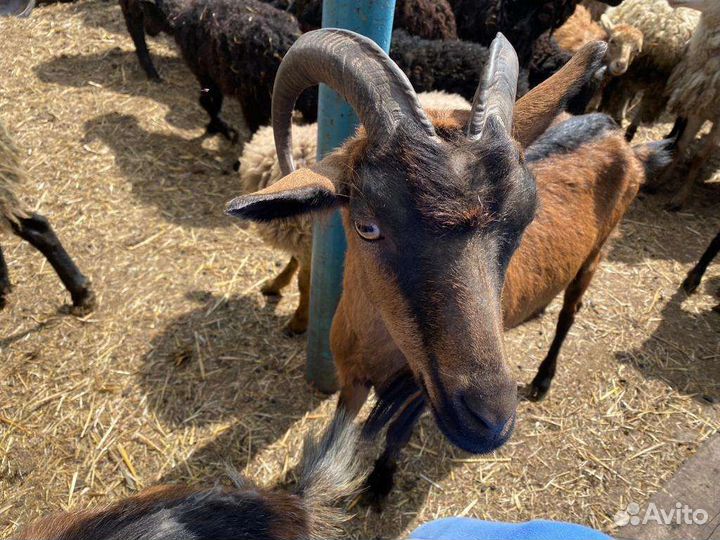 Продам коз