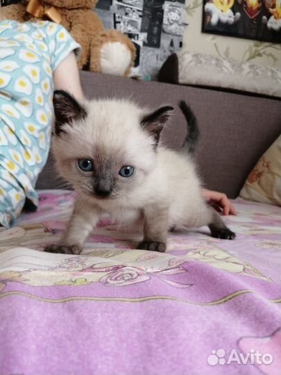 Котенок породы 