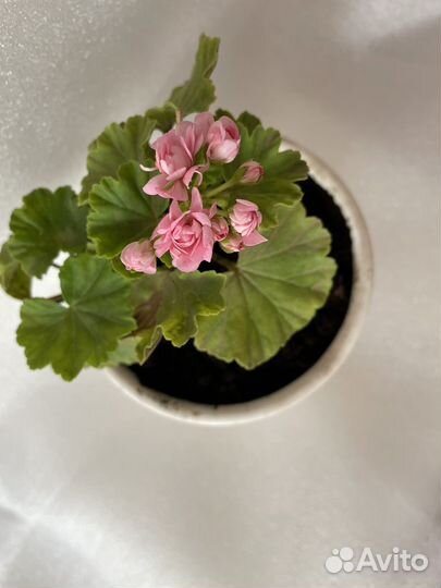 Герань сортовая тюльпановидная розебудная