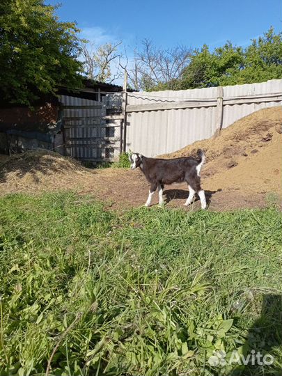 Американская ламанча,козлята, коза дойная