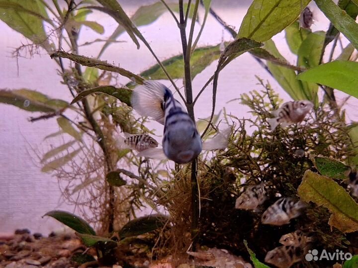 Цихлиды, сапфировый попугай, голубая панда