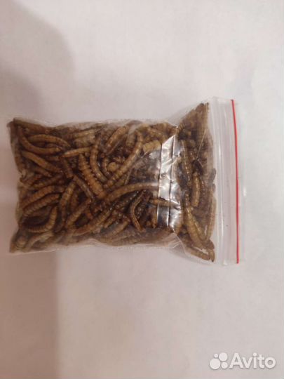 Мучные черви