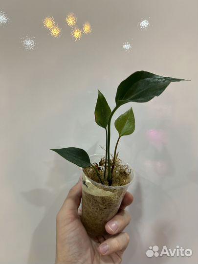 Антуриум Блэк Париж