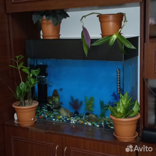 Аквариум