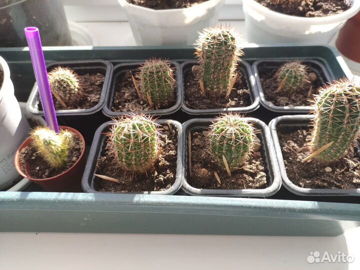 Кактусы и суккуленты