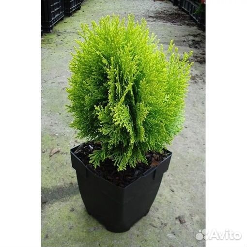 Туя Ауреа Нана Спиралис