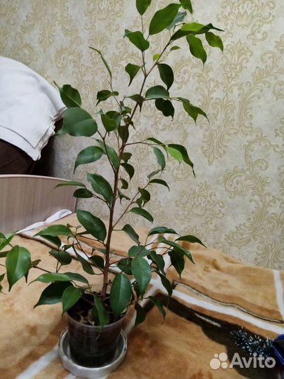 Фикус Бенджамина