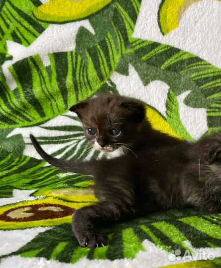 Шотландские котята (бронь)