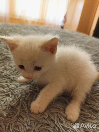 Домашние животные котята