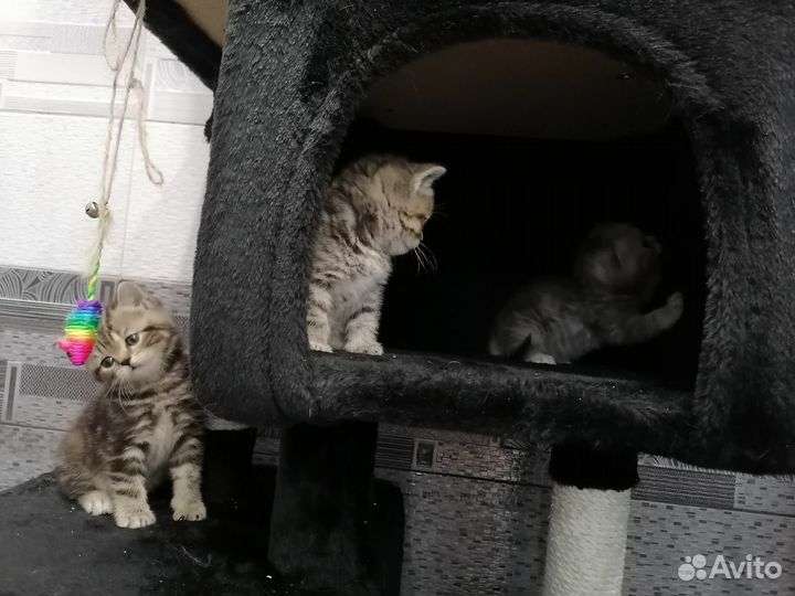 Британская кошка