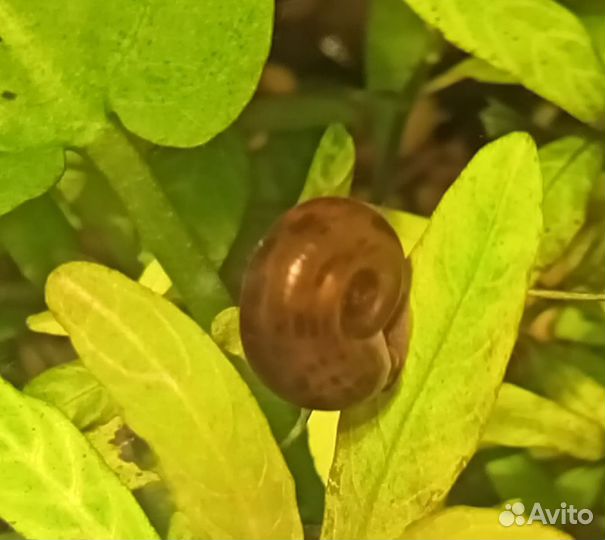 Гуппи Эндлера, улитка Покемон