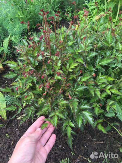 Астильба мини