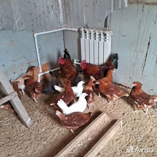 Куры молодки несушки