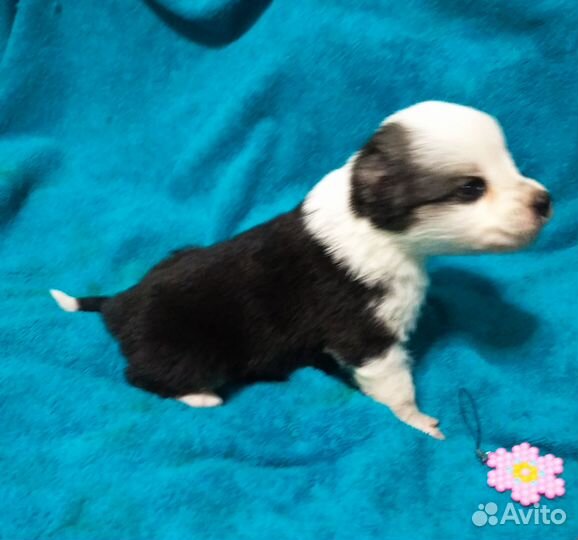 Щенок, девочка, панда в добрые руки