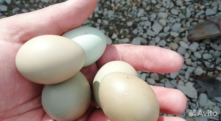 Яйцо фазана