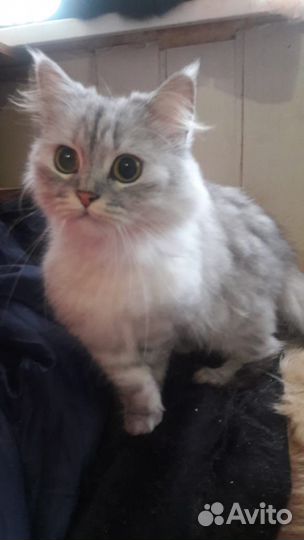Кошечка цвета вискас
