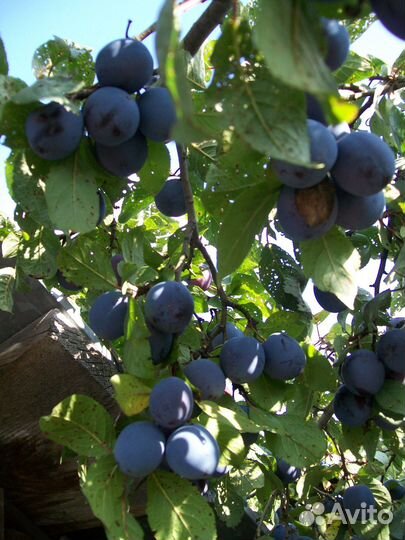 Сливы желтые и синие. Крыжовник черный негус