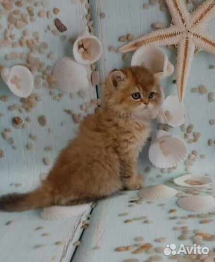 Золотые котята,большой выбор,привиты