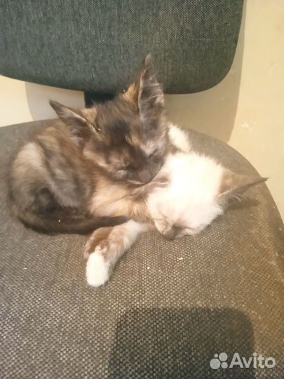 Кошка в дар бесплатно