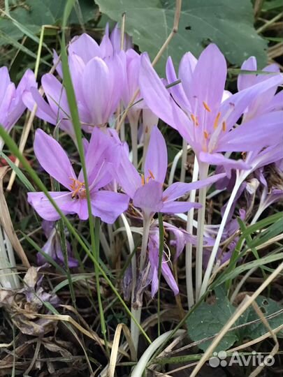 Безвременник и кампсис