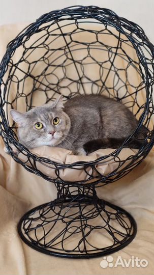 Стрижка кошек и собак, экспресс линька, груминг