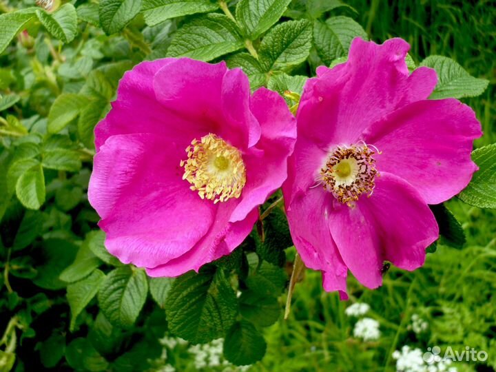 Кустарники плодовые