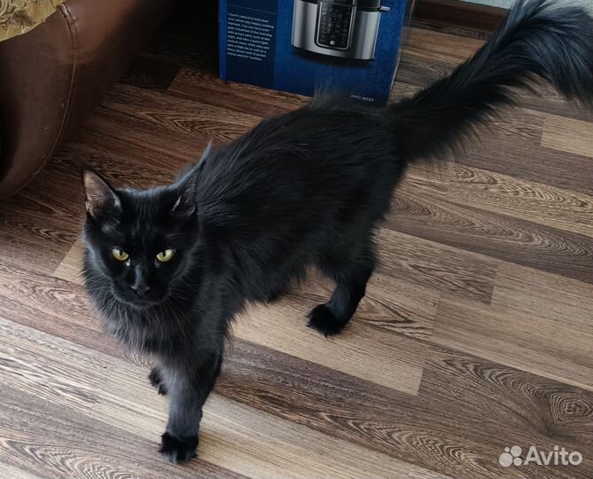 Котенок мейн-кун