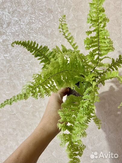 Нефролеписы сортовые