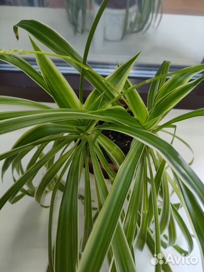 Хлорофитум Лаксум