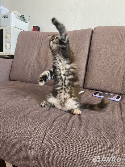 Котята мейнкун