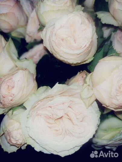 Розы. Букет роз. Букет учителю на 1 сентября