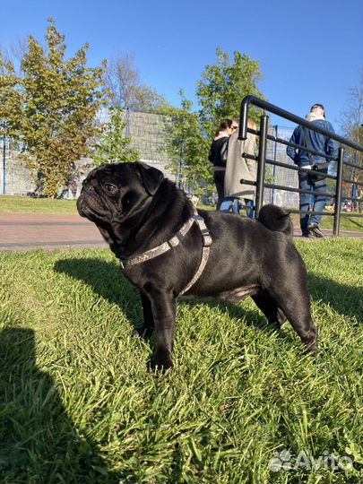 Мопс вязка мальчик