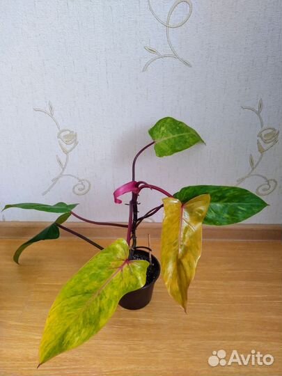 Филодендроны