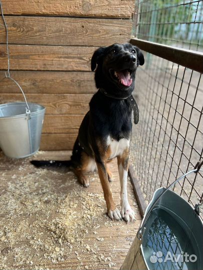 Собаку вернули в приют