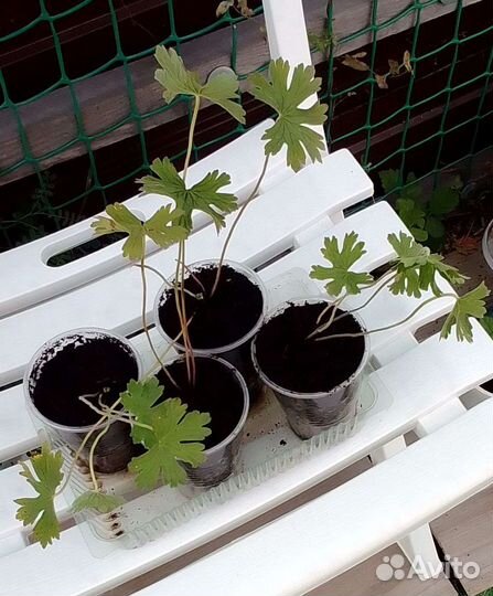 Герань Гималайская