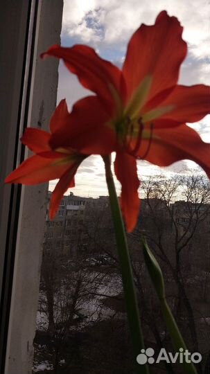 Гипераструм