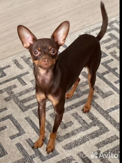 Той-терьер вязка