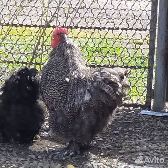 Петух Кохинхин