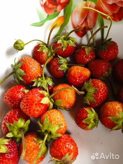 Рассада клубники