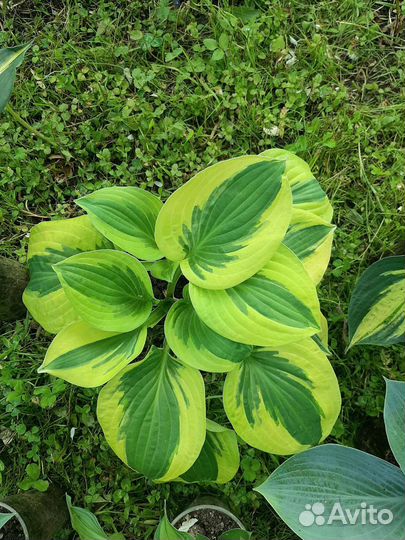 Хоста. 10 сортов