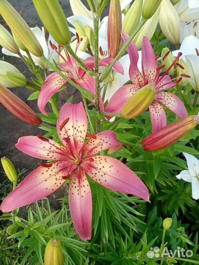 Лилии луковицы