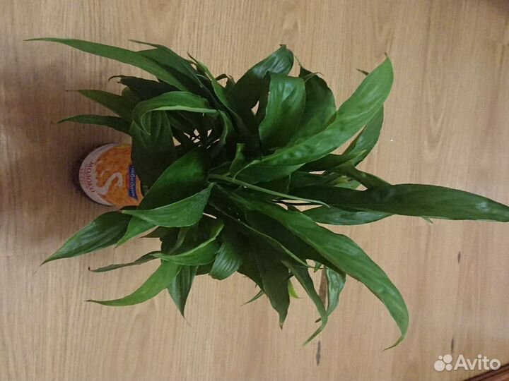 Спатифиллум