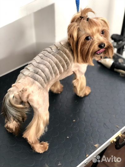 Стрижка собак Йорков - Собак Мелких пород на дому