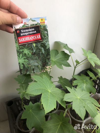 Рассада клещевины